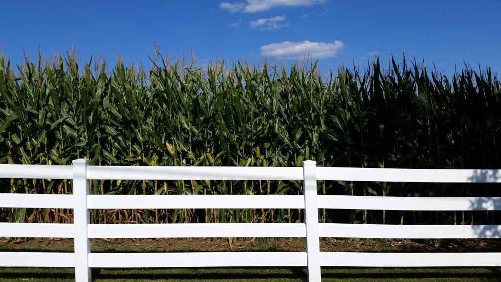 sky corn fence